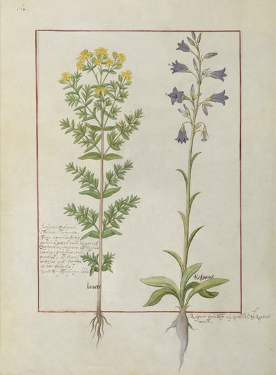 Two flowering plants from The Book of Simple Medicines by Mattheaus Platearius by Robinet Testard